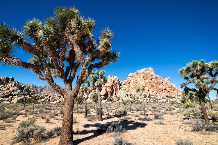 Inilah Taman Nasional Joshua Tree yang terletak di selatan California, Amerika Serikat.