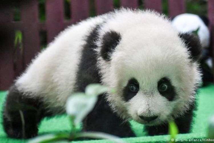 Bayi panda raksasa yang lahir awal Januari lalu di kebun binatang Malaysia, tampil perdana di hadapan pengunjung, Sabtu (26/5/2018).