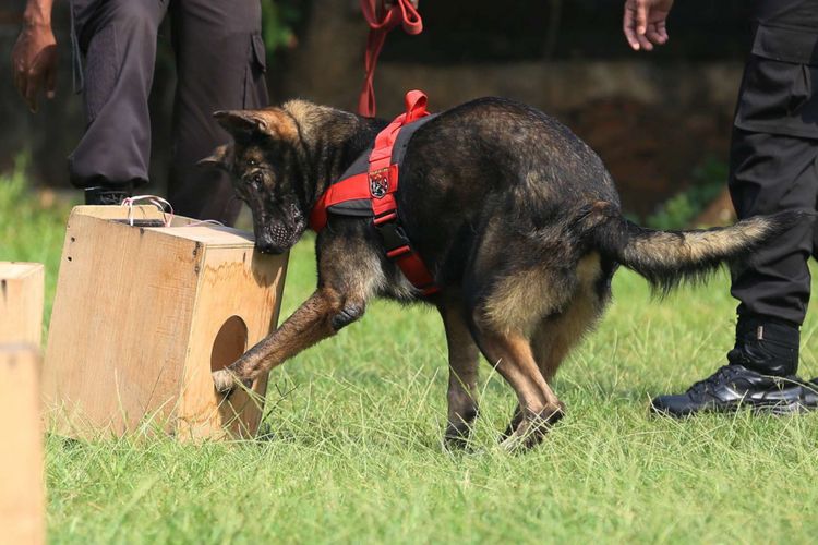 Anggota Unit Satwa K9 Polda Metro Jaya melatih anjing untuk menangkap pelaku kejahatan narkotika, di Mako Satwa Direktorat Sabhara Polda Metro Jaya, Palmerah, Jakarta Barat, Jumat (29/06/2018). Kegiatan latihan ini bertujuan untuk meningkatkan kemampuan satwa anjing atau satwa K9 dalam melakukan pengamanan serta melacak keberadaan bahan peledak (handak), narkotika, dan pemecah massa.