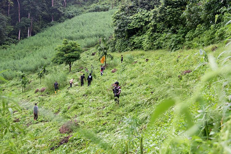 Puluhan personel polisi, TNI, dan warga memusnahkan tanaman ganja yang ditemukan di kawasan pegunungan Indrapuri Aceh Besar, Kamis (26/04/18).