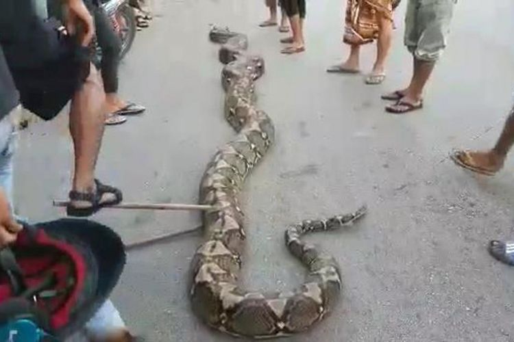 Warga Kelurahan Lipu, Kecamatan Betoambari,  Kota Baubau, Sulawesi Tenggara, berhasil menangkap seekor ular piton atau sanca kembang (Phyton Reticulatus), sepanjang 10 meter di kebun warga, Selasa (26/2/2019) siang. 