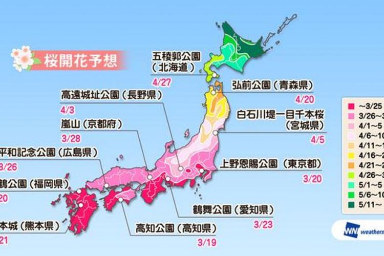 Prediksi sakura mekar di lokasi sakura yang terkenal di Jepang (prediksi diumumkan pada tanggal 16 Januari 2019 oleh Weather News). 
