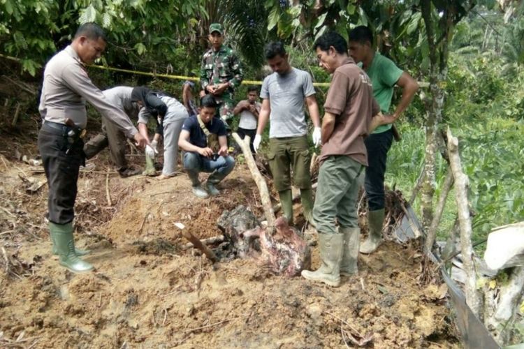 Polisi dan Tim BKSDA Aceh menggali bangkai gajah yang ditanam di perkebunan warga Desa Seumanah Jaya, Kecamatan Ranto Peureulak, Kabupaten Aceh Timur
