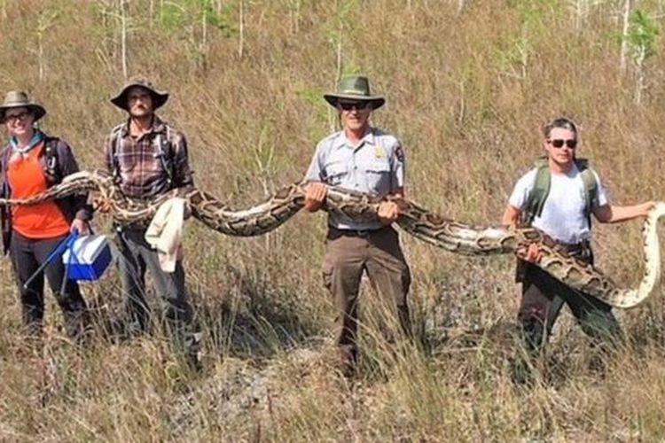 Ular betina terbesar yang pernah dievakuasi dari Taman Cagar Nasional Big Cypress, berbobot 63,5 kg dan mengandung 73 telur yang tengah berkembang. 