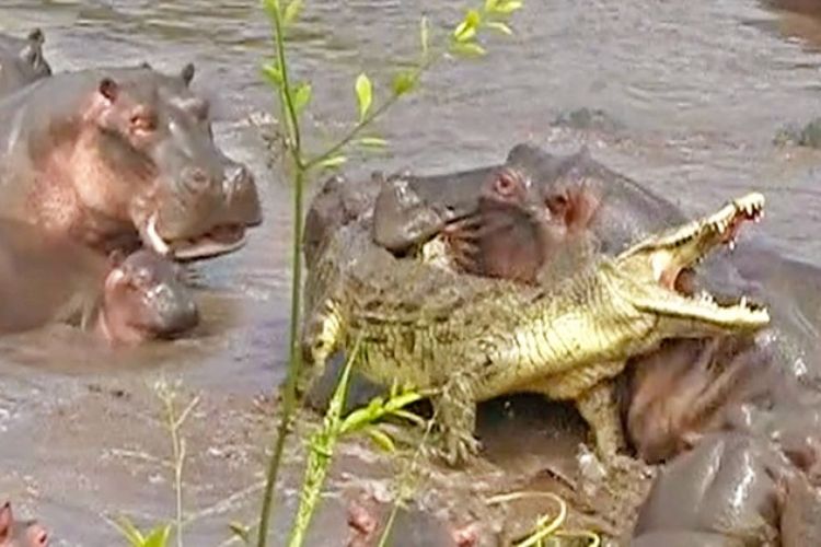 Beginilah kondisi buaya yang dikeroyok puluhan kuda nil yang melindungi bayi mereka.