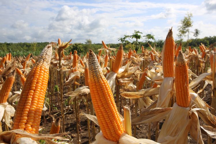 Produktivitas jagung di sejumlah daerah di Indonesia terus mengalami peningkaan, bahkan mencapai 7 ton lebih per hektar.