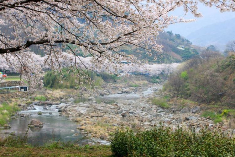 Hwagae Cherry Blossom Festival, Korea Selatan.