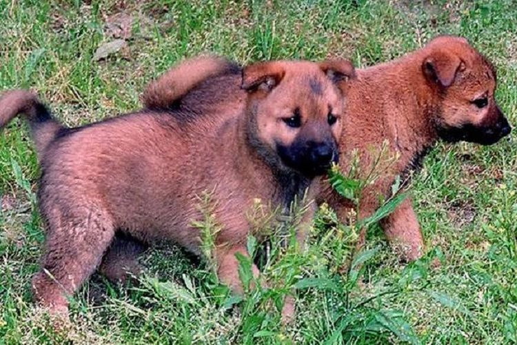 Inilah dua anak anjing yang dihadiahkan Presiden Korsel Kim Dae-jung kepada pemimpin Korut Kim Jong Il saat keduanya bertemu pada 2000.