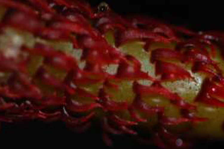 Struktur mirip sisik pada tangkai Begonia galeolepis