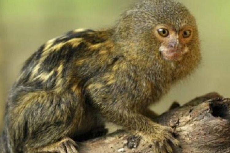 Kesepakatan tentang pygmy marmoset dicapai sebelum maraknya sengketa diplomatik.