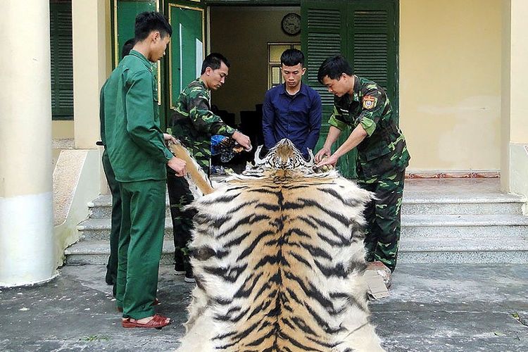 Petugas perbatasan Vietnam di Quang Ninh memperlihatkan kulit harimau yang coba diselundupkan seorang pria ke China.