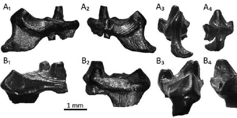 Gigi fosil ini diklaim milik nenek moyang mamalia