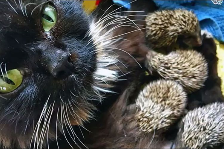 Muska, seekor kucing, menyusui delapan ekor anak landak yang induknya mati.