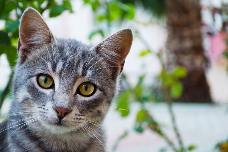 Terjebak dalam Pipa Selama 4 Hari Seekor Kucing Akhirnya 