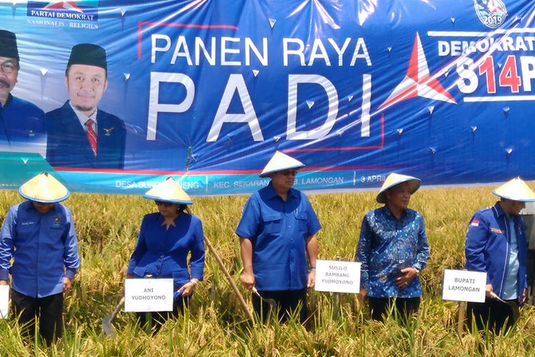 Ketua Umum Partai Demokrat Susilo Bambang Yudhoyono (tengah) saat melakukan panen padi secara simbolis di Lamongan.