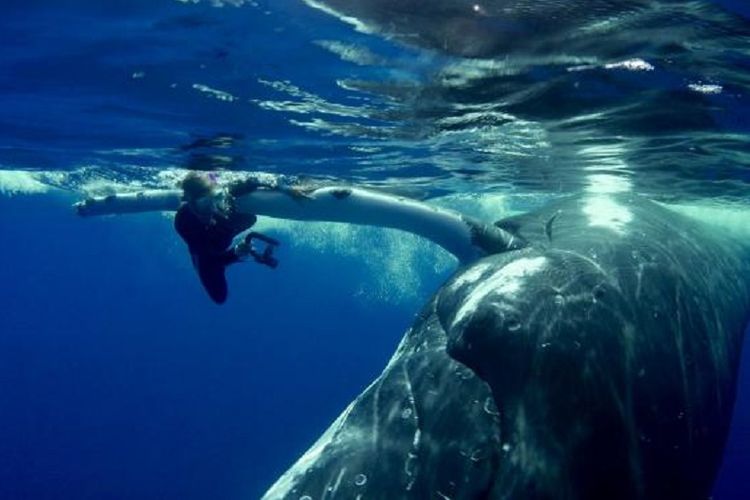 Seekor paus melindungi penyelam dari serangan hiu di kepulauan Pasifik