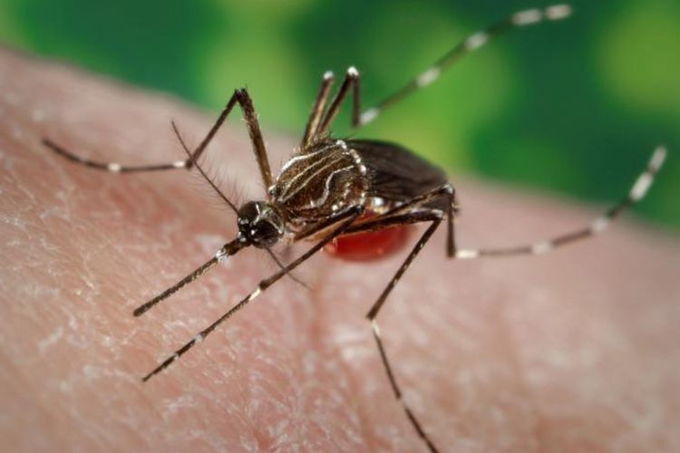 Tak hanya menghisap darah, nyamuk meninggalkan air liur yang pengaruhi sistem imun tubuh