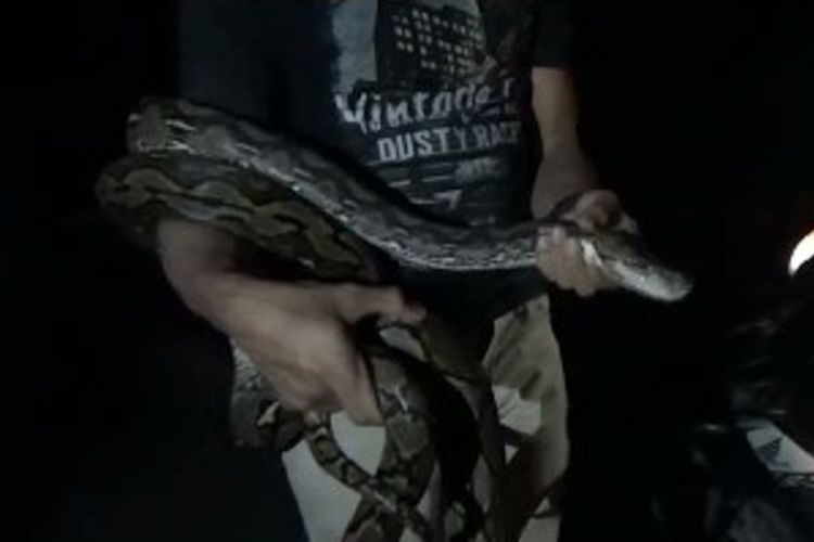 Seekor ular piton sepanjang lima meter yang diduga sedang kelaparan menghadang pengguna jalan di Pasangkayu, Sulawesi Barat, Selasa (8/1/2019) malam. 