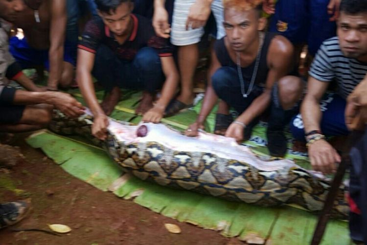 Sejumlah warga membelah ular piton untuk mengeluarkan seorang perempuan paruh baya yang dimangsa ular di Desa Persiapan Lawela, Kecamatan Lohia, Kabupaten Muna, Sulawesi Tenggara.