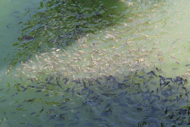 Sedikitnya 260.000 benih ikan endemik lokal seperti nilem, baung dan belida ditebar di perairan sungai Musi Kamis (14/12/2017). 