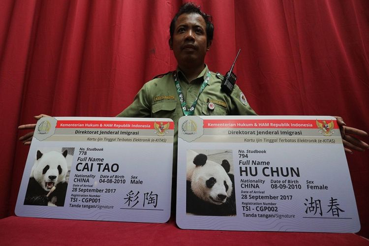 Petugas menunjukkan replika kartu izin tinggal sepasang panda (Ailuropada melanoleuca) hasil pengembangbiakan China Wildlife Conservation Association (CWCA) dengan nama Cai Tao (jantan) dan Hu Chun (betina) di Terminal Kargo Bandara Soekarno-Hatta, Tangerang, Banten, Kamis (28/9/2017). Indonesia secara resmi menjadi negara ke-16 di dunia dan negara ke-4 di Asia Tenggara yang mendapatkan peminjaman pengembangbiakan Giant Panda.