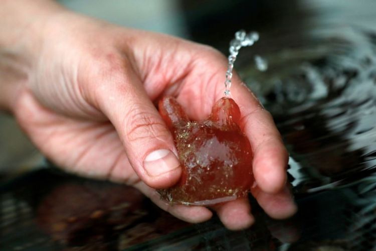 Hewan pembantu yang ditemukan ilmuwan Israel di bagian terdalam Laut Merah. Makhluk ini bisa membersihkan plastik dengan tentakelnya.