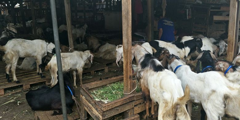 Kawasan Lapak Penjual kambing di Pasar Impres, Jalan Sabeni, Tanah Abang Jakarta Pusat, Senin (29/7/2019).