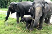 Gajah Takut pada Le bah, Ternyata Ini Sebabnya