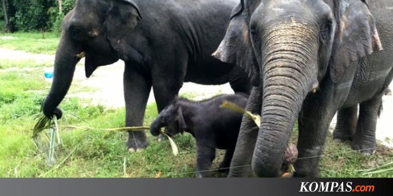Gajah Takut pada Lebah, Ternyata Ini Sebabnya