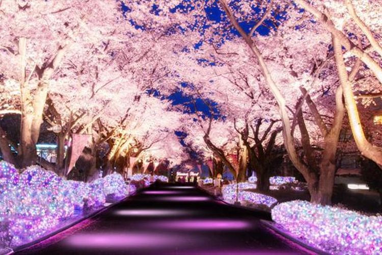 Gambar Pemandangan Bunga Sakura Gambar Viral Hd