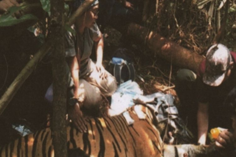Petugas BBKSDA Riau saat melakukan penyelamatan seekor harimau sumatera yang ditemukan terjerat di salah satu hutan di Kabupaten Pelalawan, Riau, Minggu (24/3/2019). 