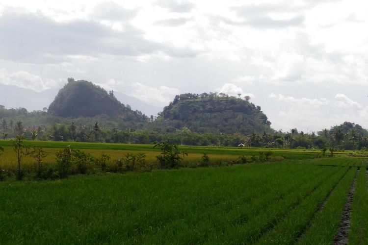 Tanaman padi di areal persawahan yang berada di Desa Mayang, Kecamatan Mayang, Kabupaten Jember, Jawa Timur.