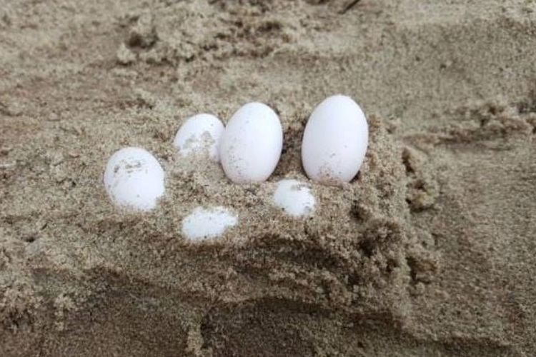 Sebagian telur ular yang ditemukan di bak pasir di sekolah di Laurieton, New South Wales, Selasa (2/1/2018).