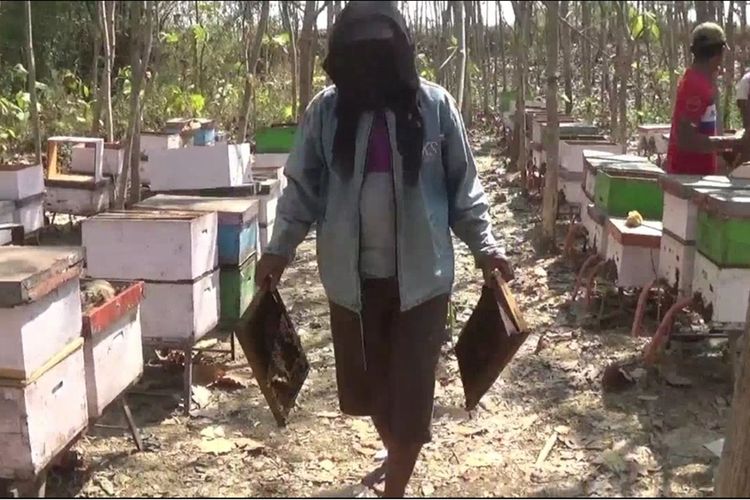 Salah seorang peternak lebah di Desa Balongwangi, Kecamatan Tikung, Lamongan, saat membawa sarang lebah yang dihasilkan.
