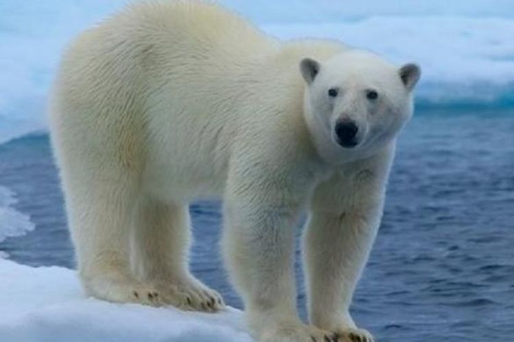 Serangan Beruang  Kutub  di Kanada Tewaskan Seorang Pemburu