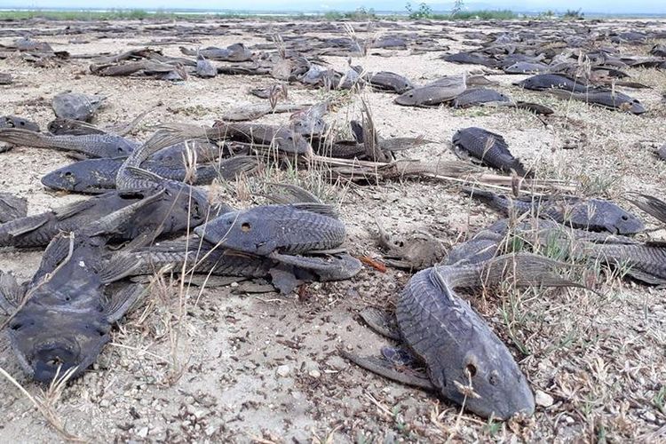 Bangkai ikan sapu-sapu (Hypostomus Plecostomus) di pinggir danau Limboto yang dibuang nelayan. Ledakan populasi ikan ini sangat mengganggu aktifitas mereka.