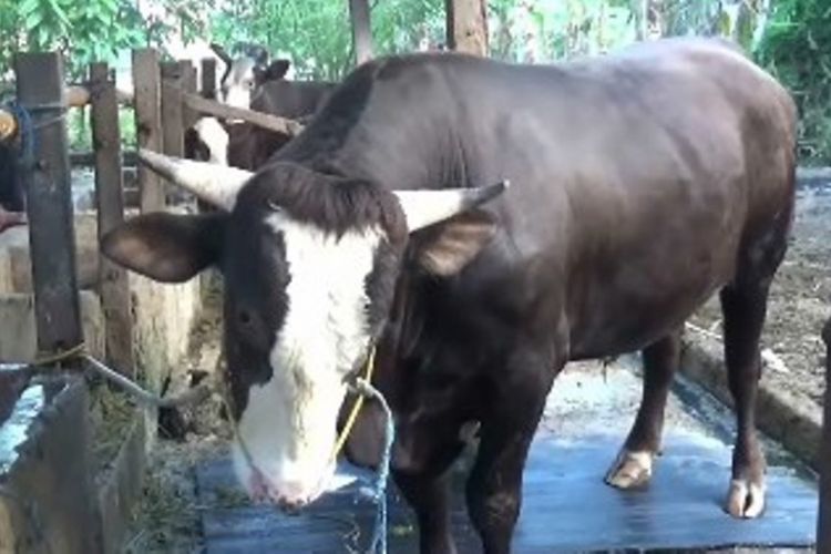 Sapi kurban Presiden Jokowi diperiksa Tim Dokter hewan dari Dinas pertanian daa peternakan Polewali Mandar, sulawesi barat