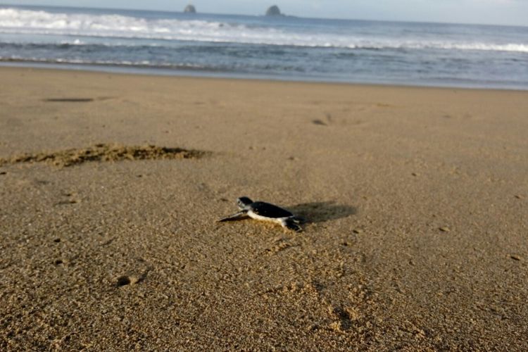 Seekor tukik yang dilepasliarkan di Pantai Sukmade Banyuwangi