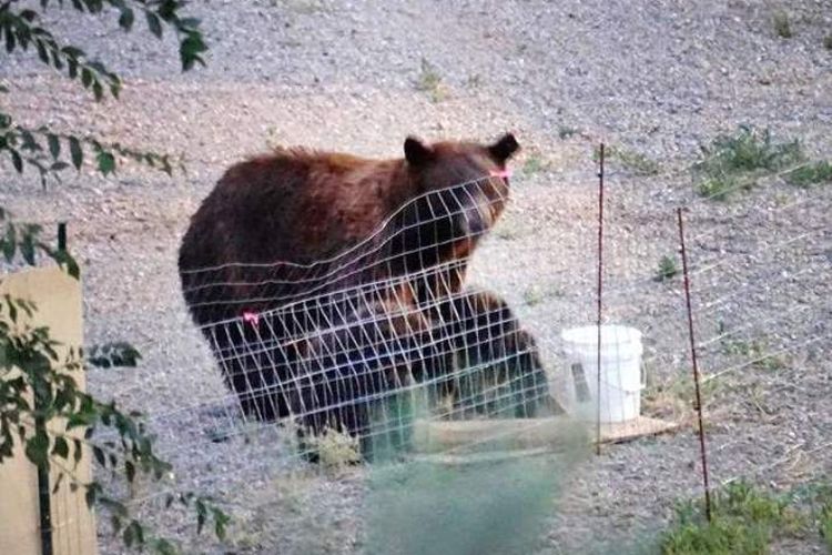 Induk beruang bersama dua anaknya memakan makanan yang ditinggalkan seorang warga di halaman belakang rumahnya.