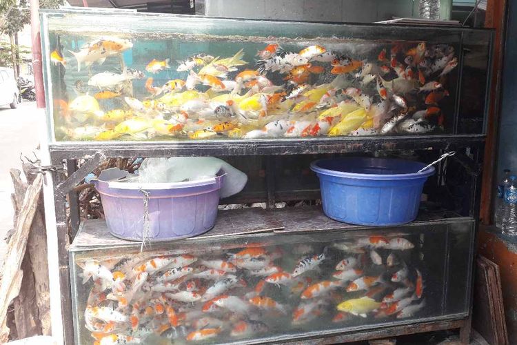 Tempat Jual Ikan Hias Di Jakarta Utara
