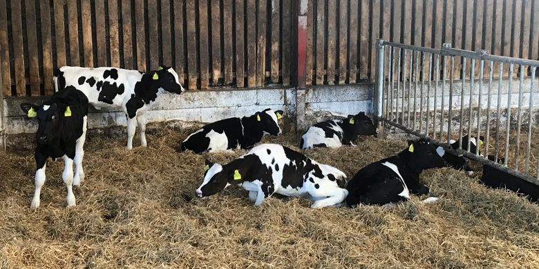 Anak sapi atau pedet yang berumur dua bulan di sebuah peternakan di Denmark.