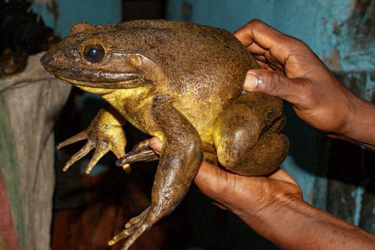 Katak Goliath adalah spesies katak terbesar di dunia.
