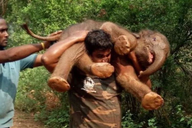 Palanichamy Sarathkumar menjadi viral setelah dia membopong seekor anak gajah di punggungnya yang terjerembab di sebuah parit 12 Desember lalu.
