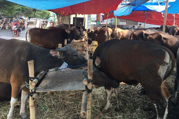 Sapi yang dijual untuk hewan kurban di tempat penjualan hewan kurban, di Jati Asih, Kota Bekasi, Rabu (30/8/2017). 