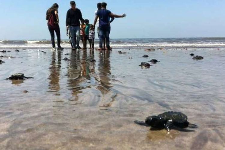 Penyu lekang atau olive ridley turtle menetas di pantai Versova, Mumbai, India. Ini adalah peristiwa pertama dalam 20 tahun terkahir setelah pembersihan sampah besar-besaran.