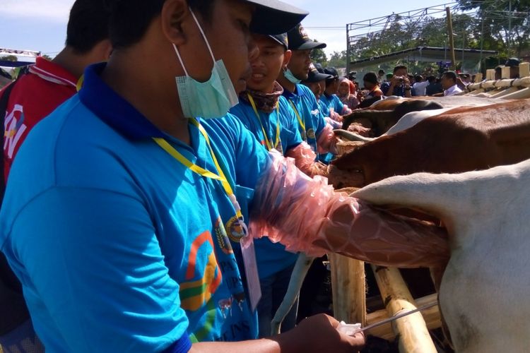 Petugas dari Ikatan Inseminator Indonesia (Ikinndo) Lampung Selatan, Kamis (29/3/2018), memeriksa rahim sapi untuk persiapan memasukkan hormon agar sapi cepat berahi. 