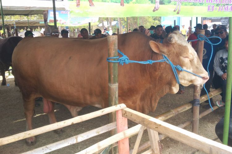 Salah satu sapi dalam kontes ternak di Kediri, Jawa Timur, mulai 13-14 September 2017.