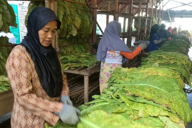 Pekerja PT Sadana Arifnusa sedang memilah daun Tembakau Virginia Lombok di Desa Puyung, Lombok Tengah, Kamis (7/9/2017)