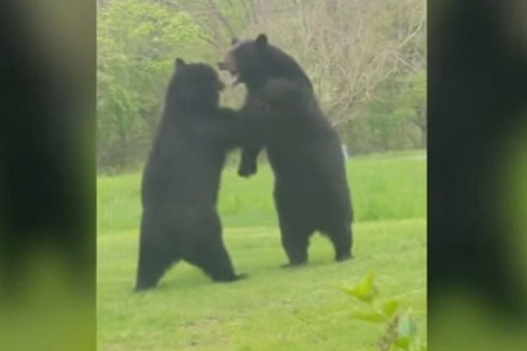 Tangkapan layar rekaman perkelahian dua ekor beruang hitam di pekarangan rumah warga di New Jersey.