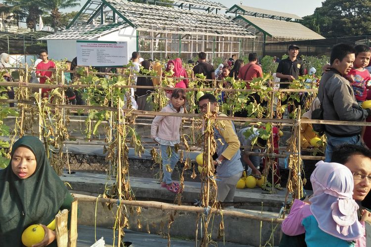 Warga memadati kebun percobaan PT Petrokimia Gresik, untuk petik buah dan sayuran secara langsung, Minggu (14/7/2019).
